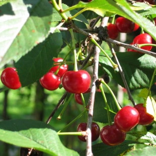 cherries-1-1498194