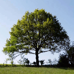 hoe-hoog-is-een-boom