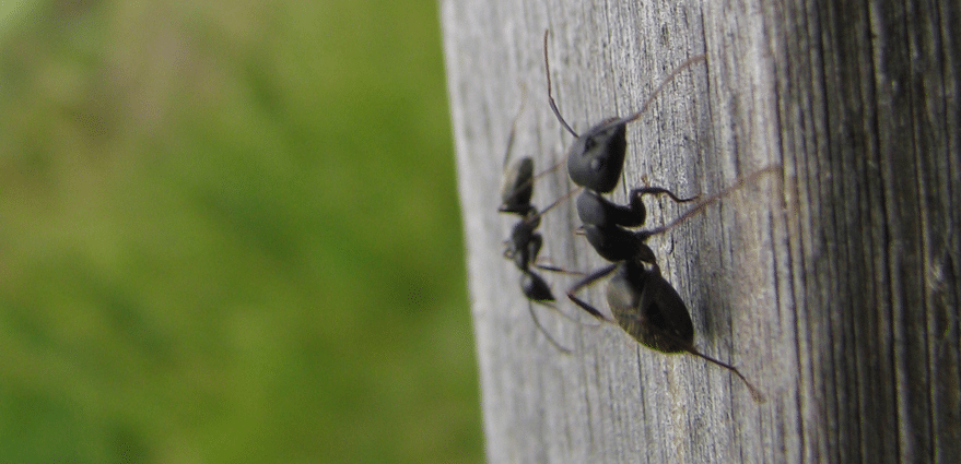 Een insect maken